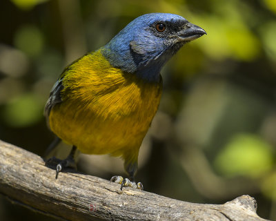 BLUE-AND-YELLOW TANAGER