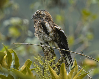 ANDEAN POTOO