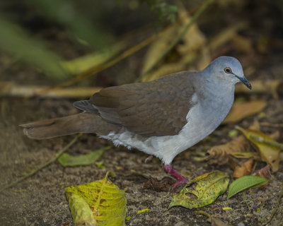 PALLID DOVE