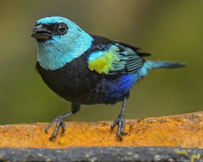 BLUE-NECKED TANAGER