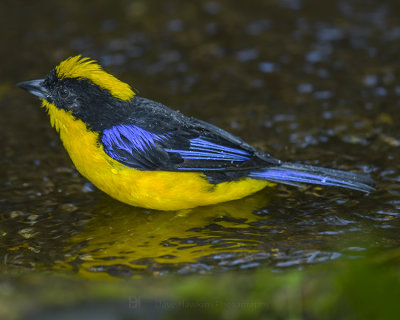 BLACK-CHINNED MOUNTAIN TANAGER