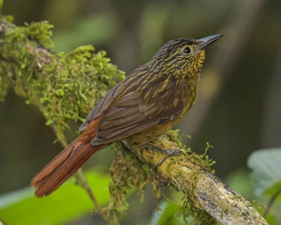 BLACK-BILLED TREEHUNTER