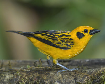 GOLDEN TANAGER
