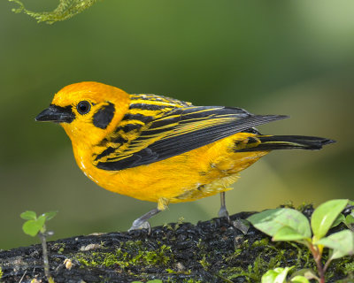 GOLDEN TANAGER