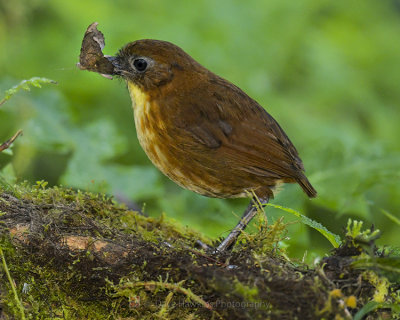 YELLOW-BREASTED ANTPITTA (In the wild, not called and hand-fed)