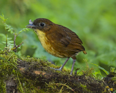 YELLOW-BREASTED ANTPITTA (In the wild, not called and hand-fed)
