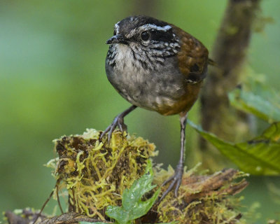 GRAY-BREASTED WOOD-WREN (Andean)
