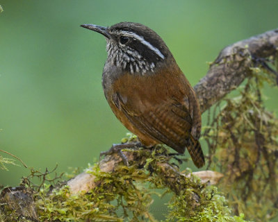 GRAY-BREASTED WOOD-WREN (Andean)