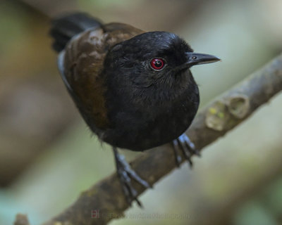 EAST_AMAZONIAN FIRE-EYE (Female, Black-Bellied)