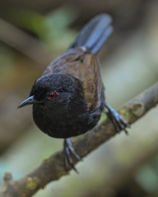 EAST_AMAZONIAN FIRE-EYE (Female, Black-Bellied)