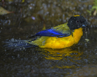 BLACK-CHINNED MOUNTAIN TANAGER