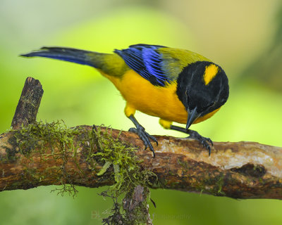 BLACK-CHINNED MOUNTAIN TANAGER