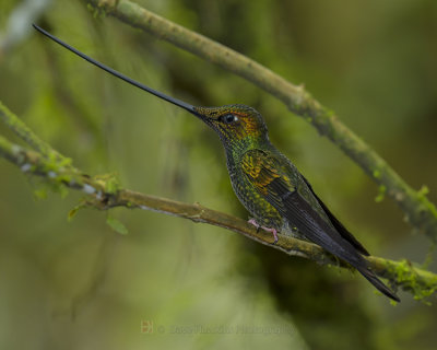 SWORD-BILLED HUMMINGBIRD