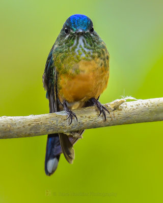 VIOLET-TAILED SYLPH ♀