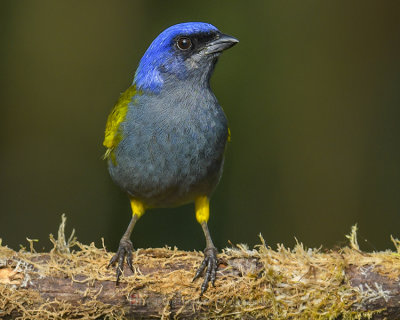 BLUE-CAPPED TANAGER