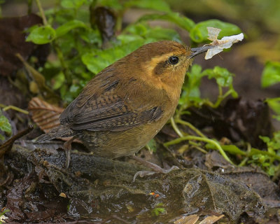 MOUNTAIN WREN