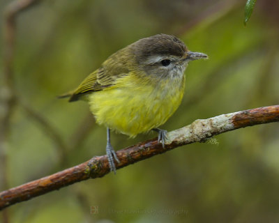 BROWN-CAPPED VIREO