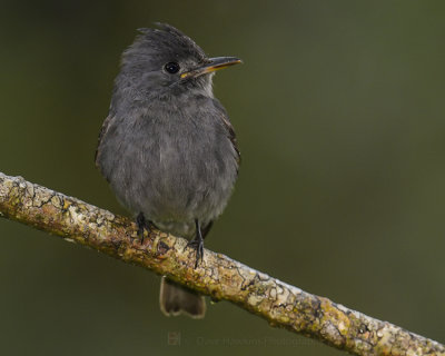 SMOKE-COLORED PEWEE