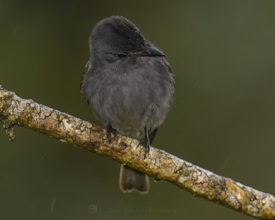 SMOKE-COLORED PEWEE