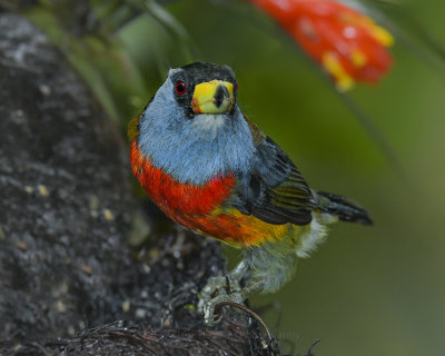 TOUCAN BARBET