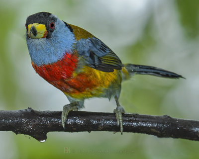 TOUCAN BARBET