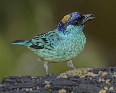GOLDEN-NAPED TANAGER