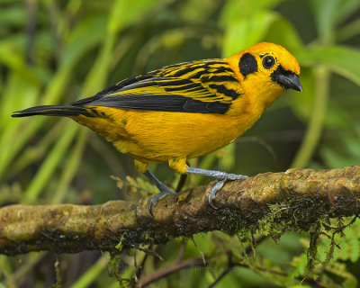 GOLDEN TANAGER