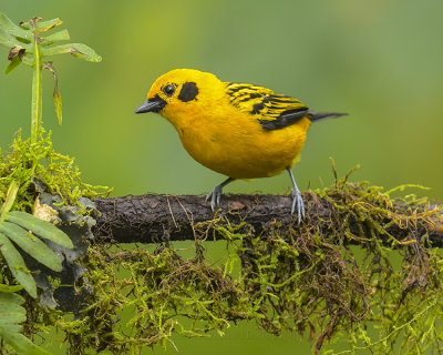 GOLDEN TANAGER