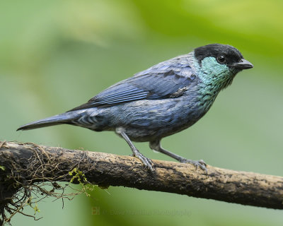 BLACK-CAPPED TANAGER ♂
