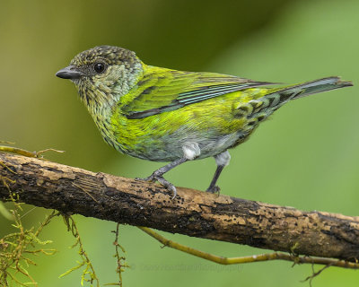 BLACK-CAPPED TANAGER (Juvenile)