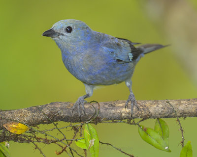 BLUE-GRAY TANAGER