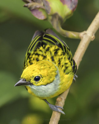 SILVER-THROATED TANAGER
