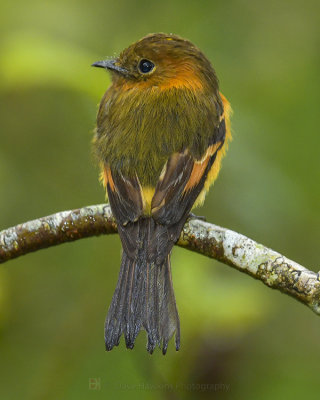CINNAMON FLYCATCHER