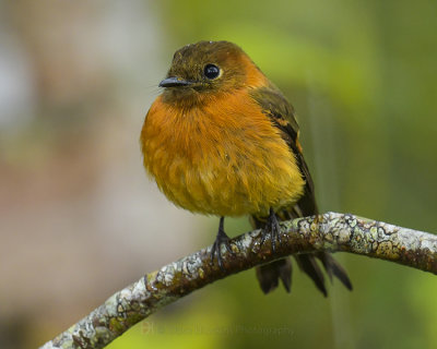 CINNAMON FLYCATCHER