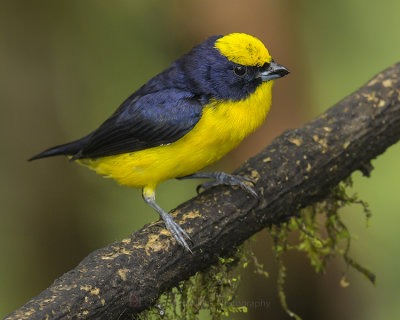 THICK-BILLED EUPHONIA ♂