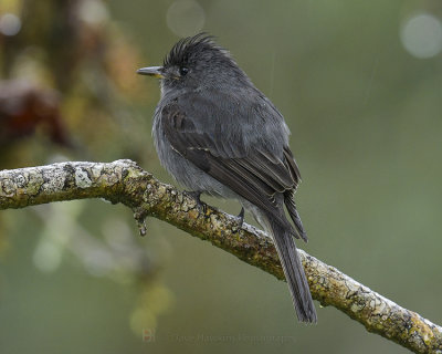 SMOKE-COLORED PEWEE