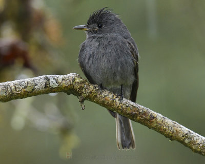 SMOKE-COLORED PEWEE