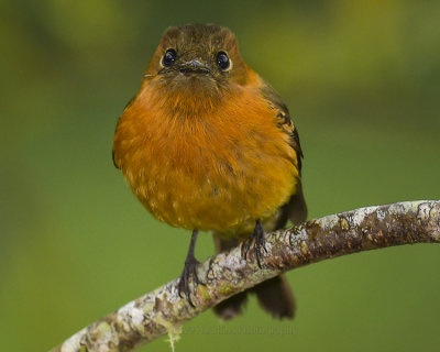 CINNAMON FLYCATCHER