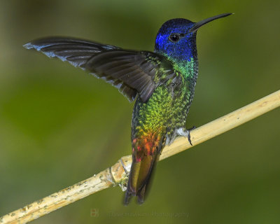 GOLDEN-TAILED SAPPHIRE