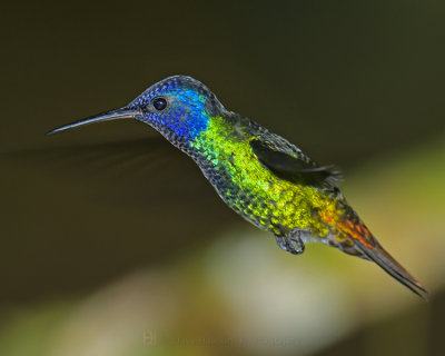GOLDEN-TAILED SAPPHIRE
