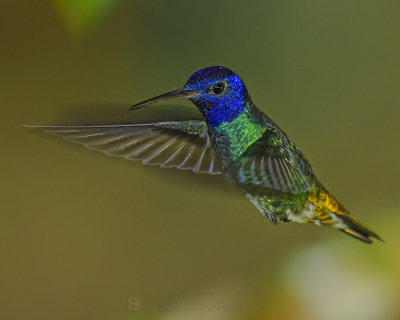 GOLDEN-TAILED SAPPHIRE