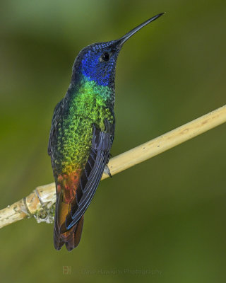 GOLDEN-TAILED SAPPHIRE