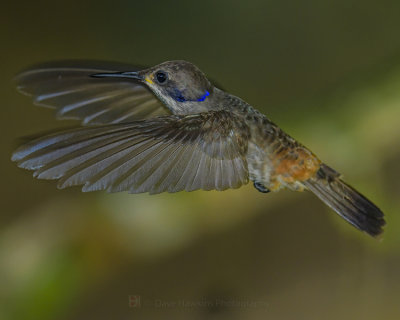 BROWN-VIOLETEAR