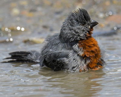 CHESTNUT-BELLIED SEEDEATER