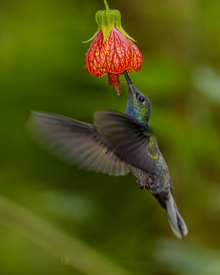 WHITE-TAILED HILLSTAR