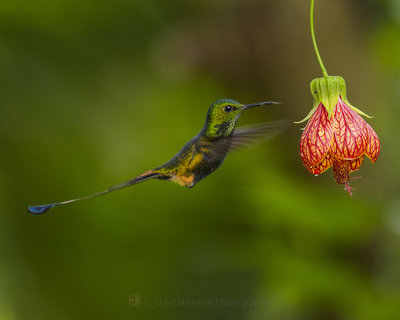 BOOTED RACKET-TAIL ♂  (Amazon Orange Booted sub-species)