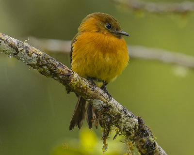 CINNAMON FLYCATCHER