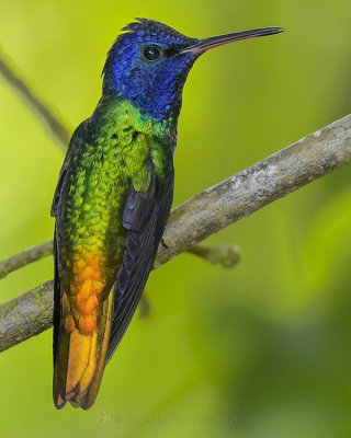 GOLDEN-TAILED SAPPHIRE