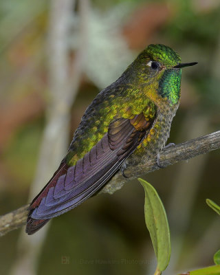 TYRIAN METALTAIL