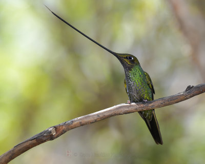 SWORD-BILLED HUMMINGBIRD